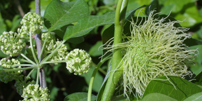 Male and Female  Osage Orange flower
																						